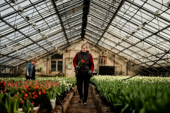 Hothouses grow flowers for International Women's Day