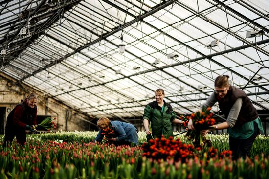 Hothouses grow flowers for International Women's Day