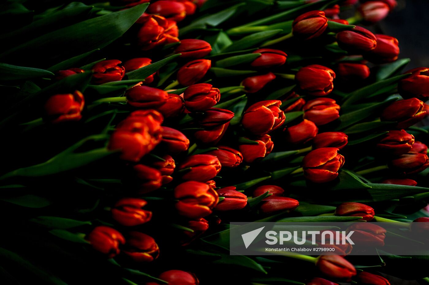 Hothouses grow flowers for International Women's Day