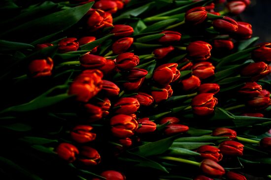 Hothouses grow flowers for International Women's Day