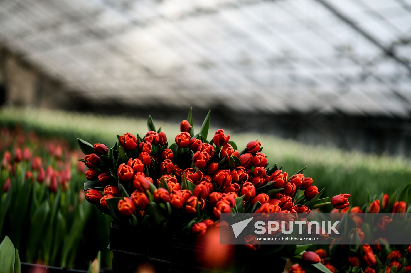 Hothouses grow flowers for International Women's Day
