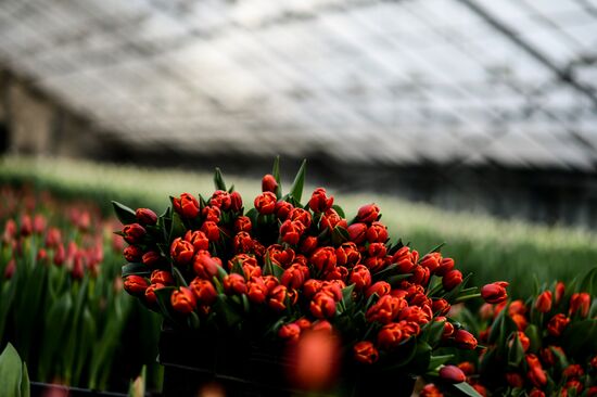 Hothouses grow flowers for International Women's Day