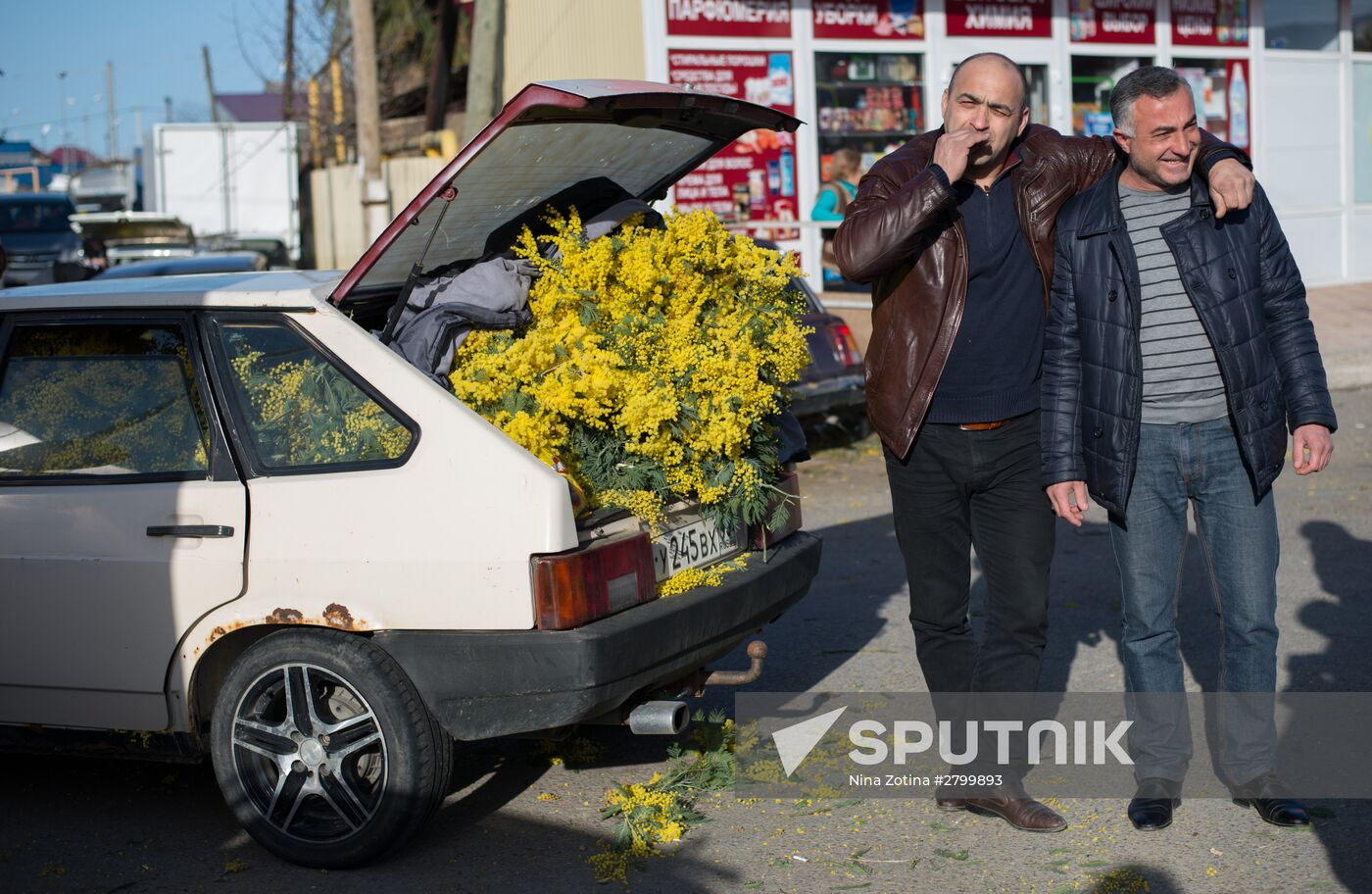 Mimosa flowers from Abkhazia on the Russian-Abkhazian border