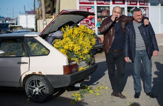 Mimosa flowers from Abkhazia on the Russian-Abkhazian border