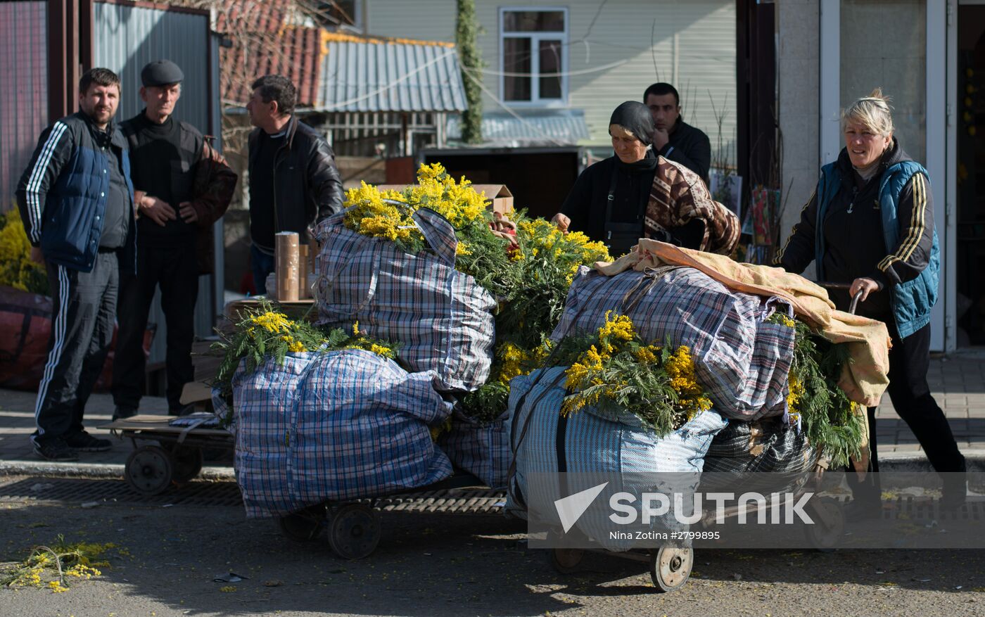 Mimosa flowers from Abkhazia on the Russian-Abkhazian border