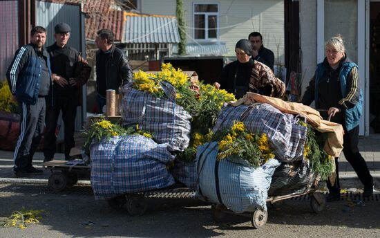 Mimosa flowers from Abkhazia on the Russian-Abkhazian border