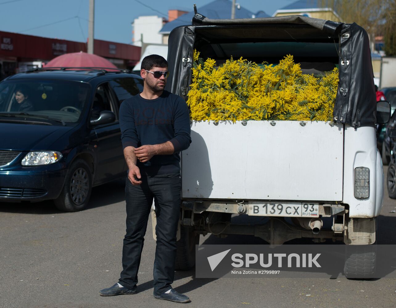 Mimosa flowers from Abkhazia on the Russian-Abkhazian border