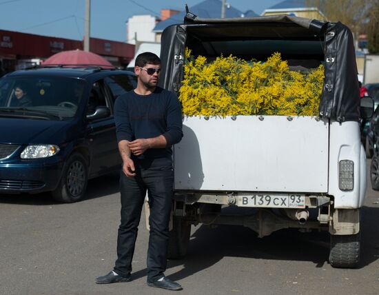 Mimosa flowers from Abkhazia on the Russian-Abkhazian border