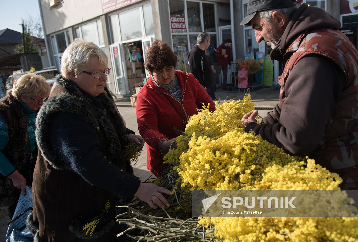 Mimosa flowers from Abkhazia on the Russian-Abkhazian border
