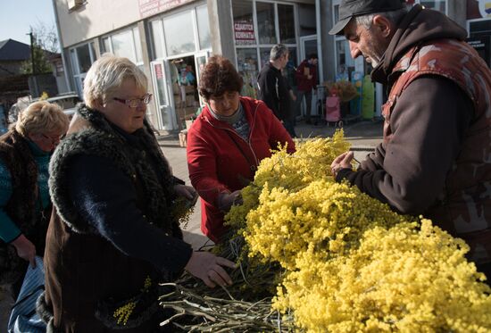 Mimosa flowers from Abkhazia on the Russian-Abkhazian border
