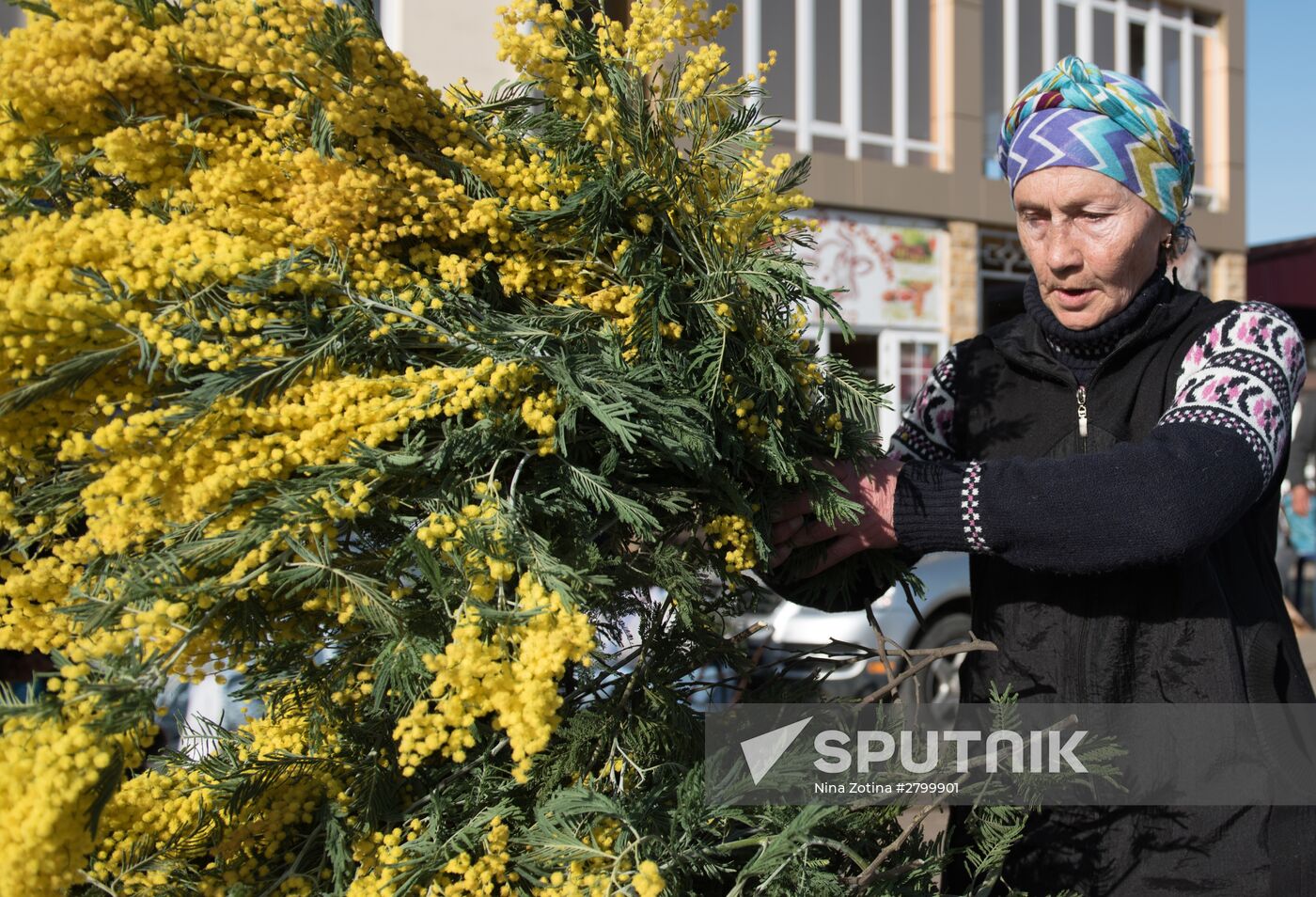 Mimosa flowers from Abkhazia on the Russian-Abkhazian border