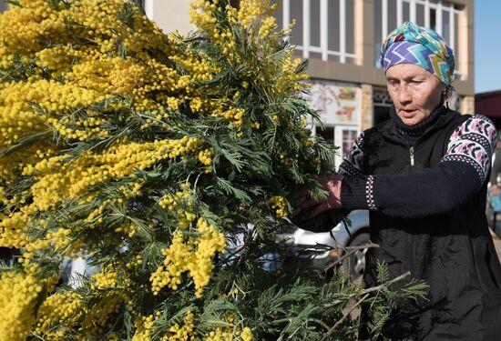 Mimosa flowers from Abkhazia on the Russian-Abkhazian border