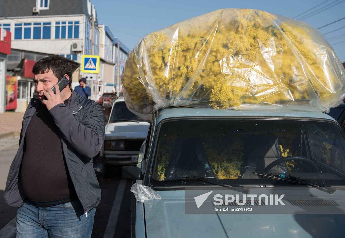 Mimosa flowers from Abkhazia on the Russian-Abkhazian border