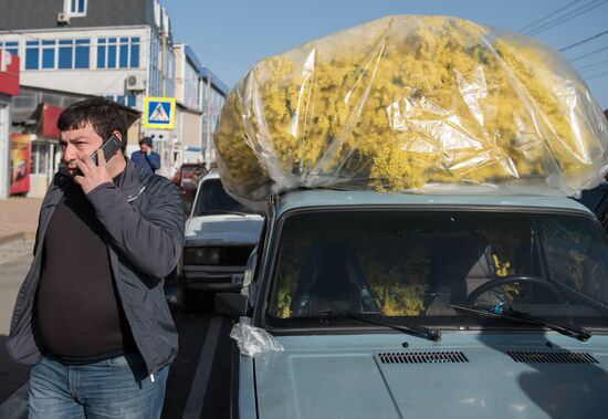 Mimosa flowers from Abkhazia on the Russian-Abkhazian border