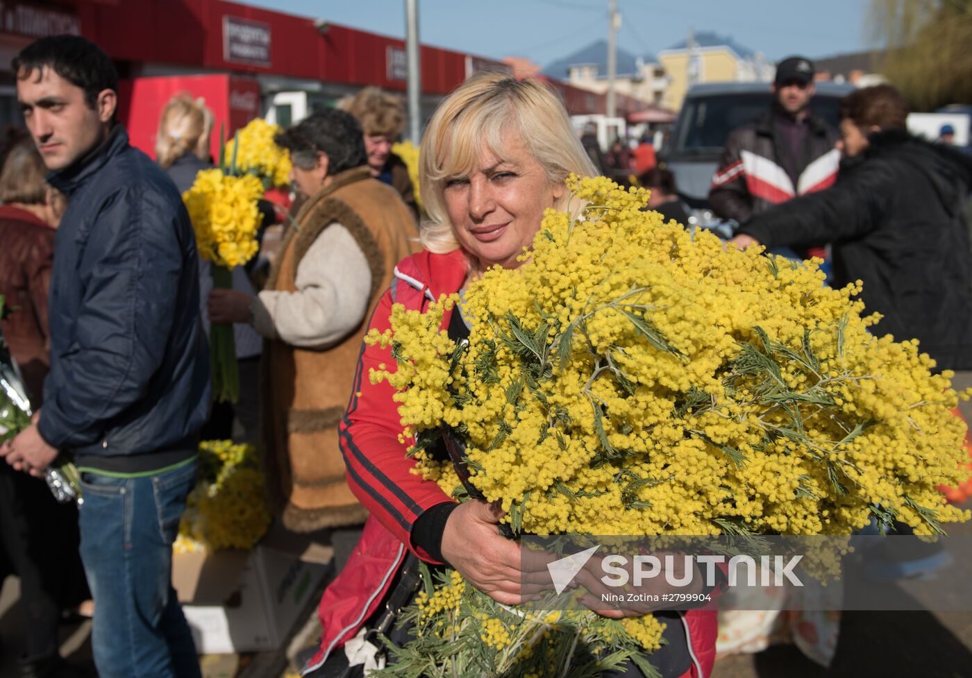 Mimosa flowers from Abkhazia on the Russian-Abkhazian border