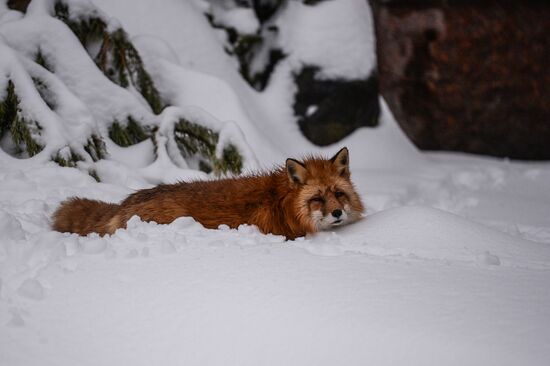 Animals at Moscow Zoo