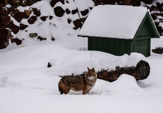 Animals at Moscow Zoo