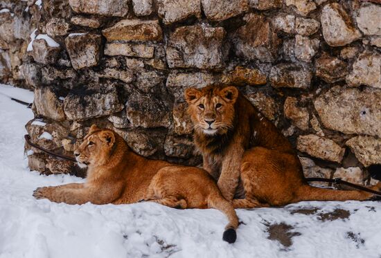 Animals at Moscow Zoo