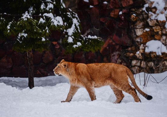 Animals at Moscow Zoo