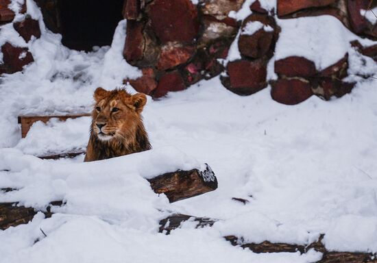 Animals at Moscow Zoo