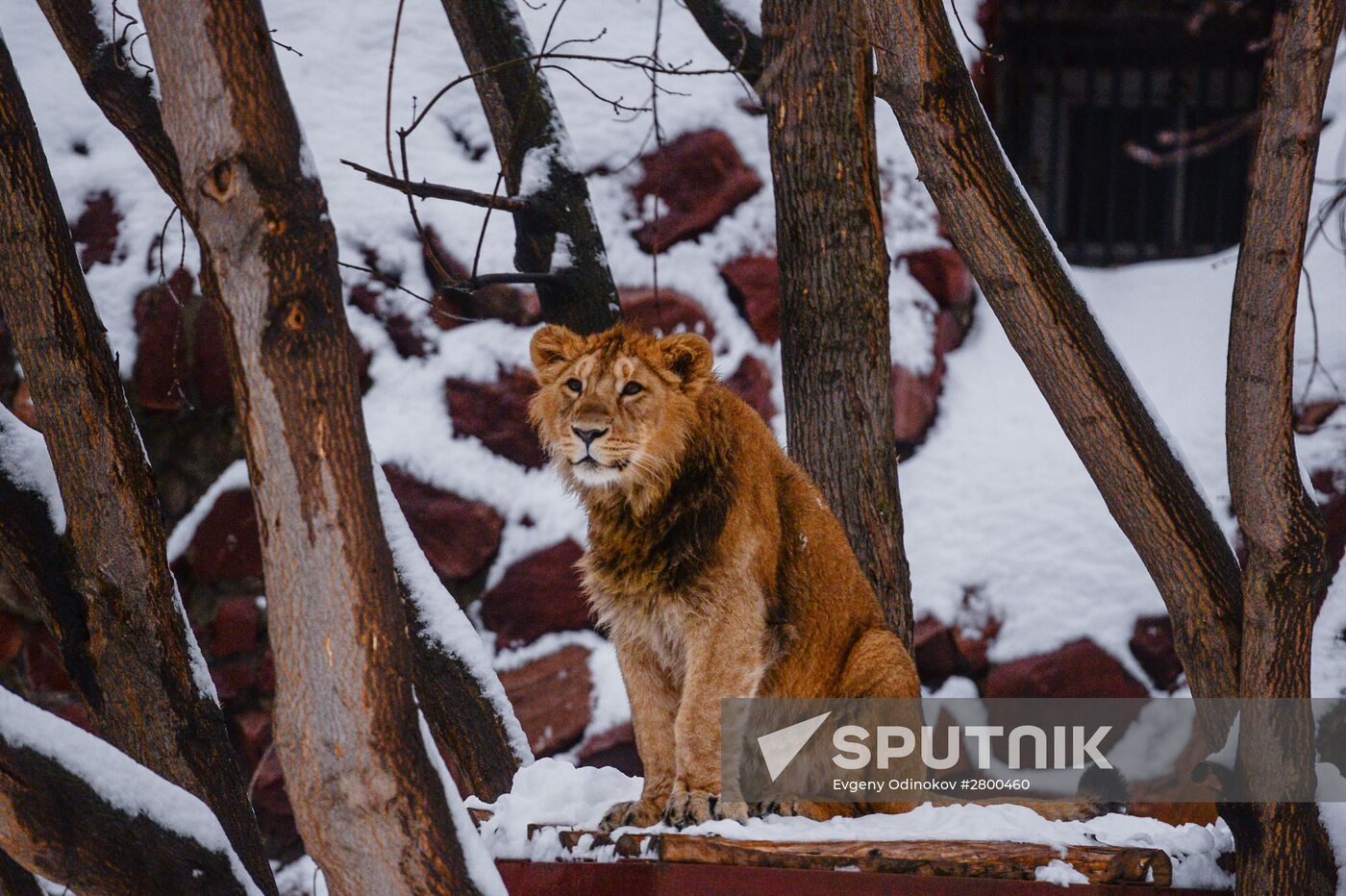 Animals at Moscow Zoo