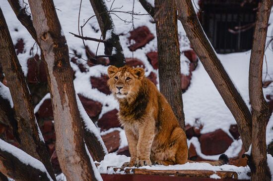 Animals at Moscow Zoo