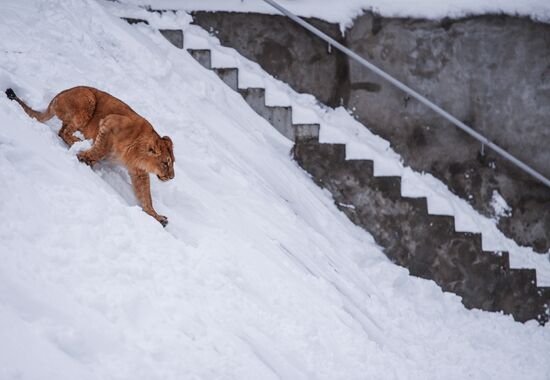Animals at Moscow Zoo