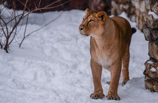 Animals at Moscow Zoo
