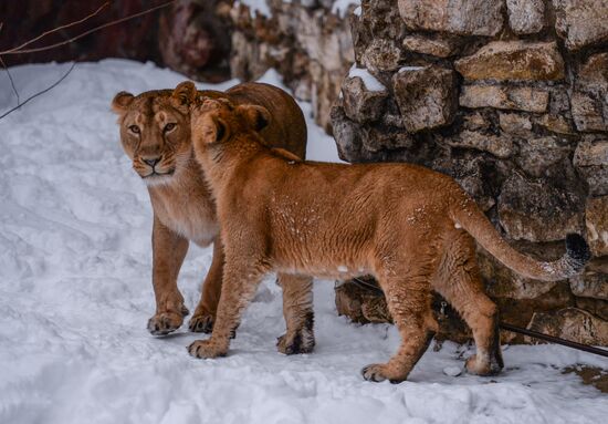Animals at Moscow Zoo