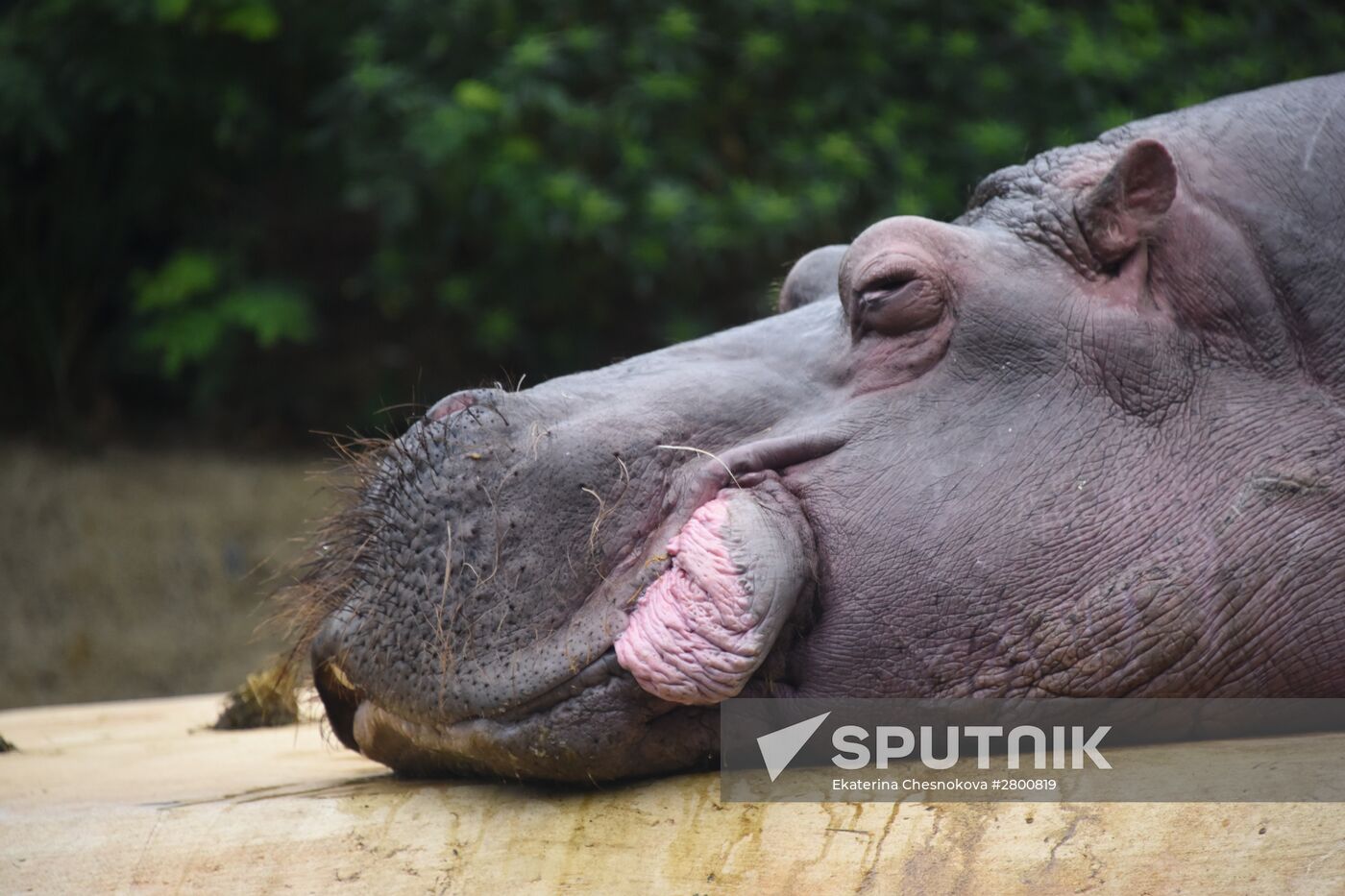 Cities of the world. Berlin Zoological Garden