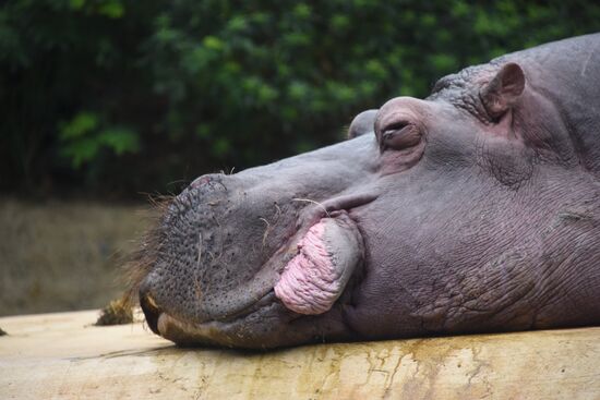 Cities of the world. Berlin Zoological Garden