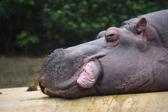 Cities of the world. Berlin Zoological Garden