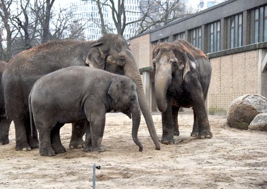 Cities of the world. Berlin Zoological Garden