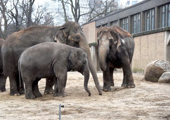 Cities of the world. Berlin Zoological Garden