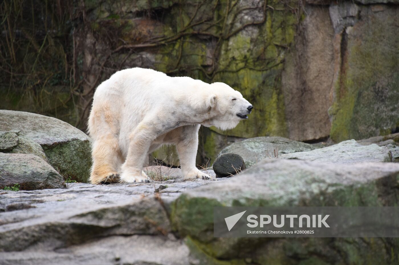 Cities of the world. Berlin Zoological Garden