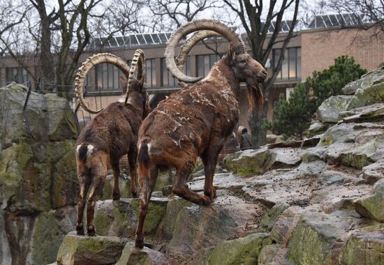 Cities of the world. Berlin Zoological Garden