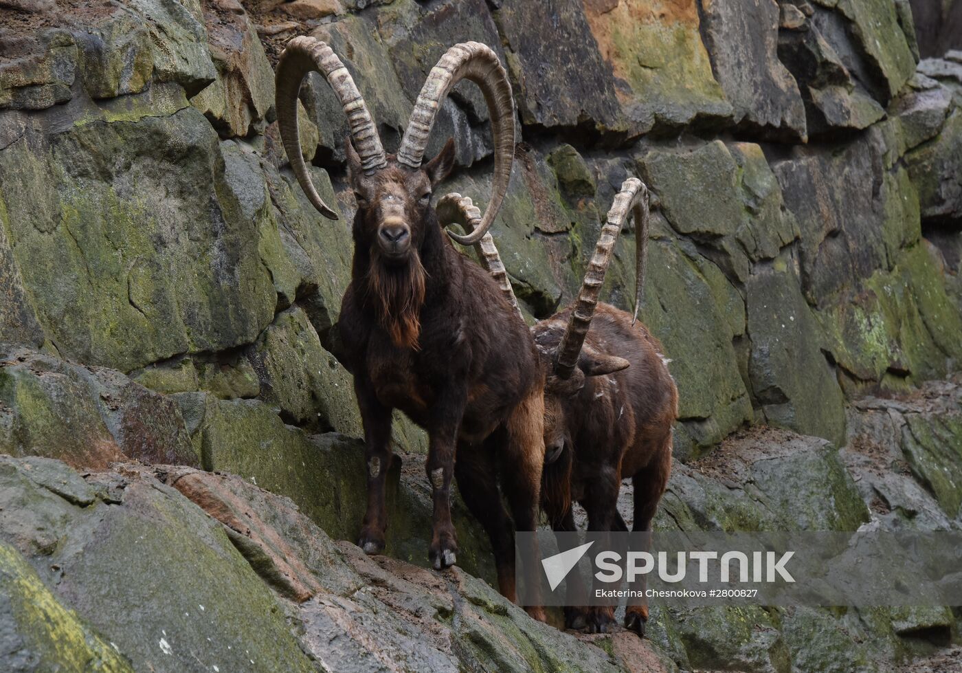 Cities of the world. Berlin Zoological Garden