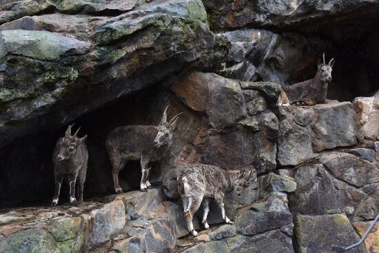 Cities of the world. Berlin Zoological Garden