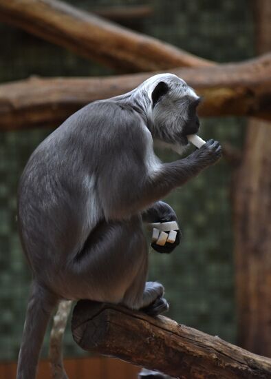 Cities of the world. Berlin Zoological Garden