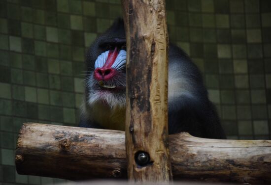 Cities of the world. Berlin Zoological Garden