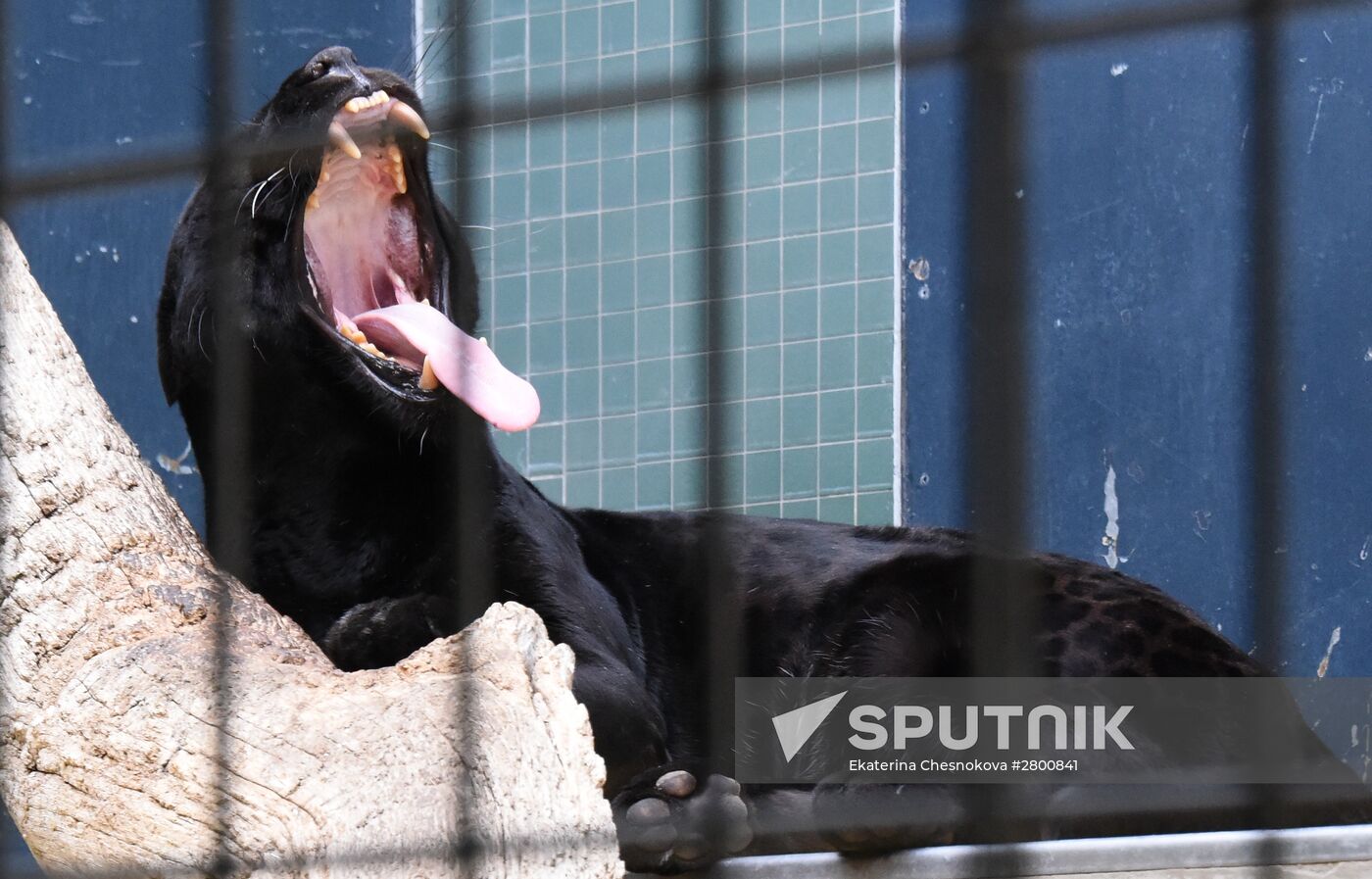 Cities of the world. Berlin Zoological Garden