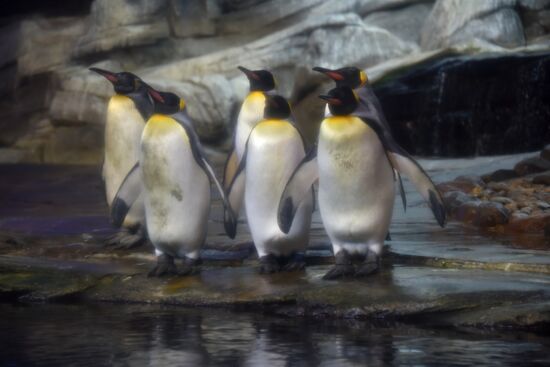 Cities of the world. Berlin Zoological Garden
