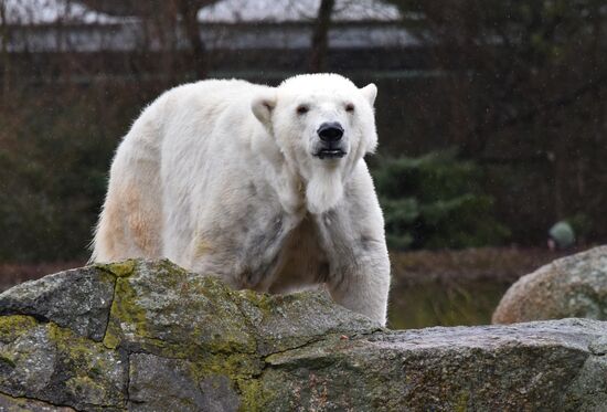 Cities of the world. Berlin Zoological Garden
