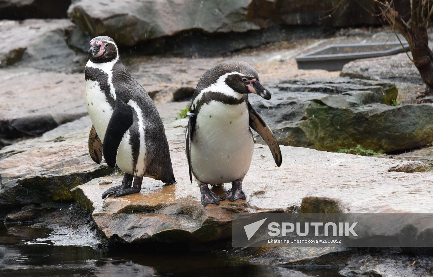 Cities of the world. Berlin Zoological Garden