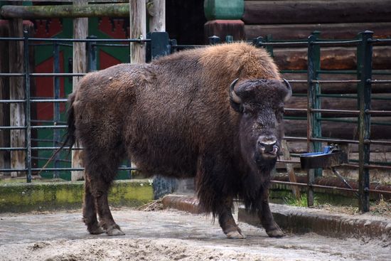 Cities of the world. Berlin Zoological Garden