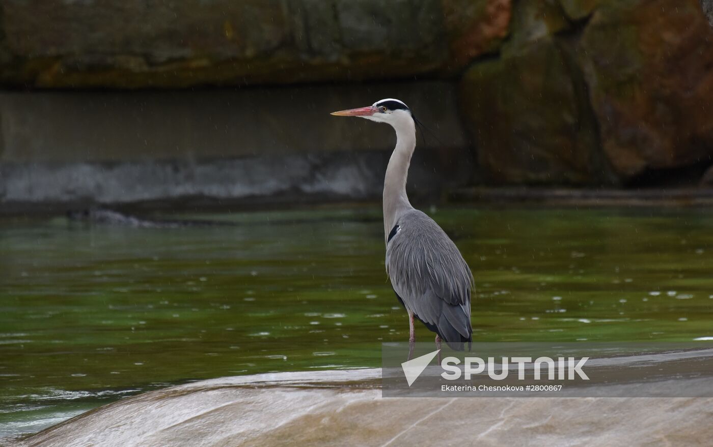 World cities. Berlin zoo