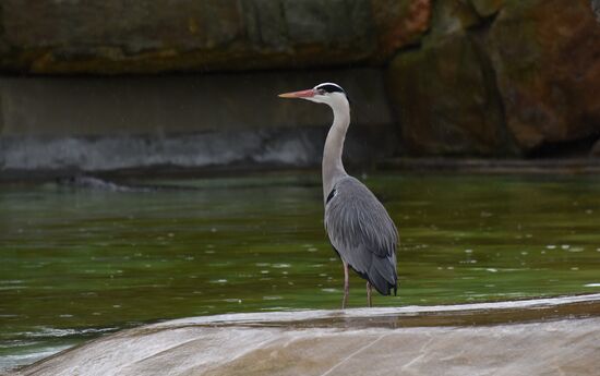 World cities. Berlin zoo