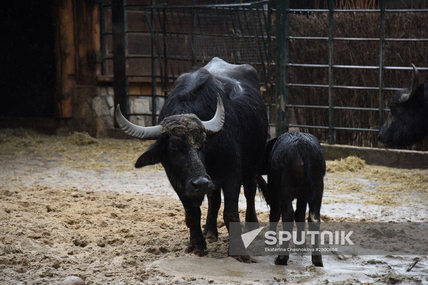 Cities of the world. Berlin Zoological Garden