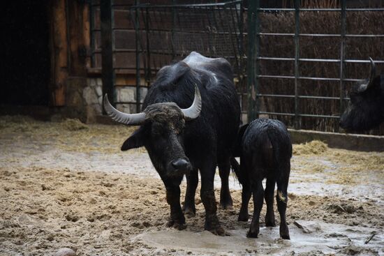 Cities of the world. Berlin Zoological Garden