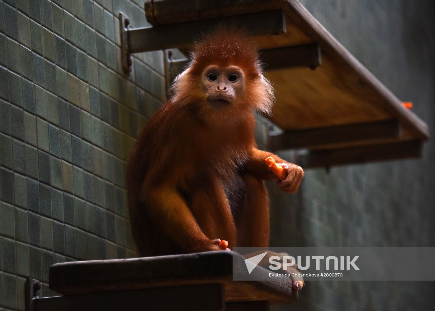 Cities of the world. Berlin Zoological Garden